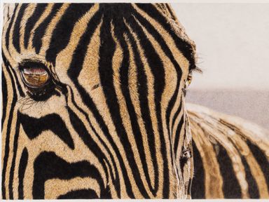 Zebra rowanhunkinart